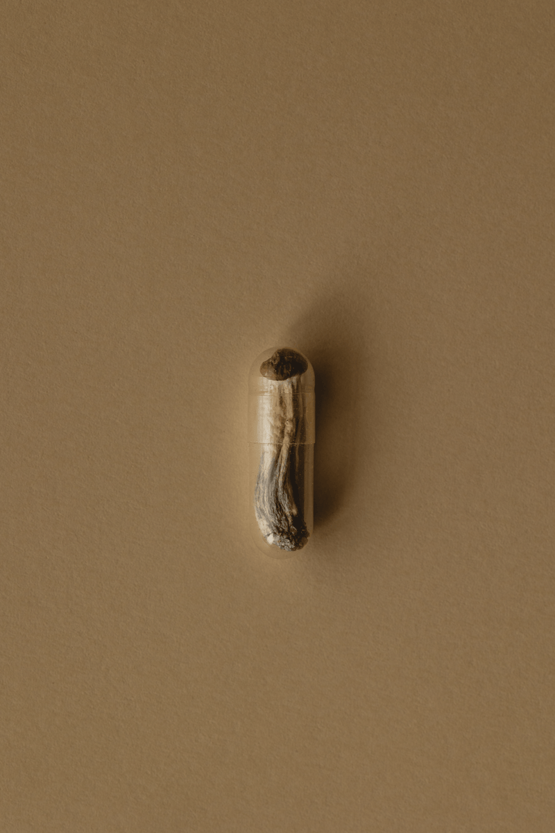 De la espora al espíritu