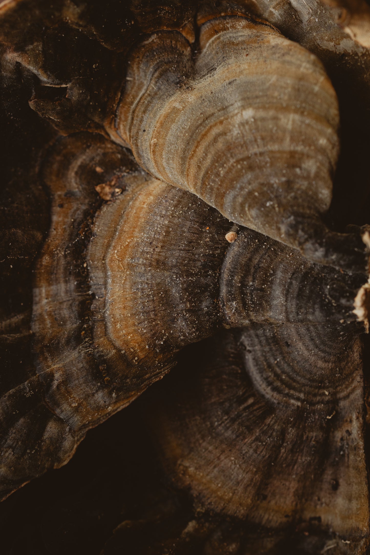 Cola de Pavo - Salud, Inmunidad & Vitalidad