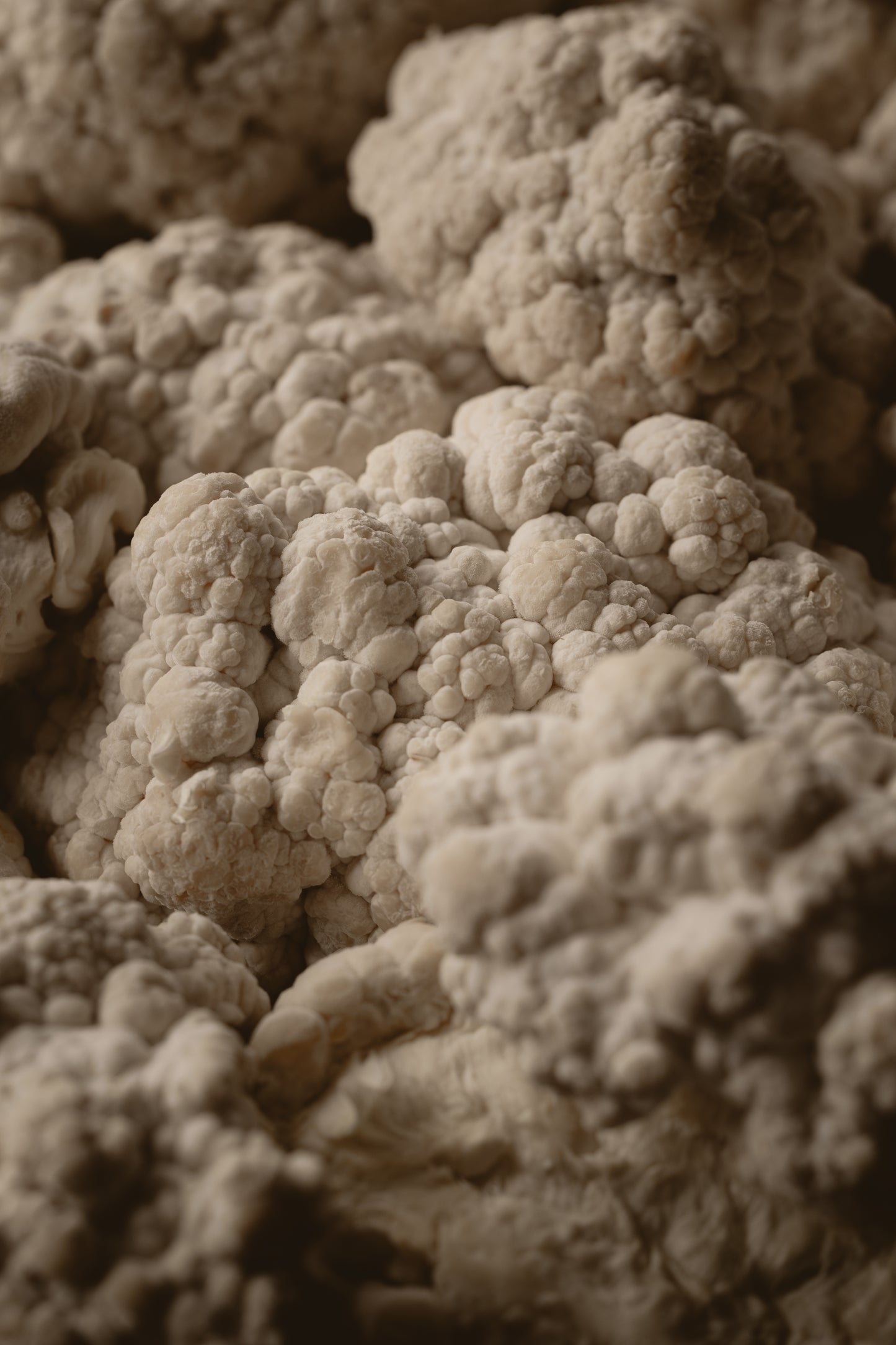 Melena de León - Claridad, Foco & Memoria