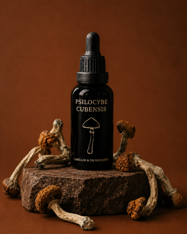 Psilocybe Cubensis - Triple extracto ultrasónico